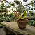 Orquídea Bulbophyllum Lasiochilum - Imagem 4