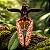 Orquídea Bulbophyllum Lasiochilum - Imagem 1