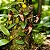 Orquídea Bulbophyllum Lasiochilum - Imagem 3