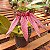 Bulbophyllum Bulhartii ou Strangularium - Imagem 1