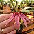 Bulbophyllum Bulhartii ou Strangularium - Imagem 3