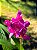 Orquídea Grapete Uva - Spathoglottis Unguiculata - Imagem 2