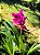 Orquídea Grapete Uva - Spathoglottis Unguiculata - Imagem 5