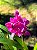 Orquídea Grapete Uva - Spathoglottis Unguiculata - Imagem 3