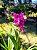 Orquídea Grapete Uva - Spathoglottis Unguiculata - Imagem 4