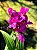 Orquídea Grapete Uva - Spathoglottis Unguiculata - Imagem 1