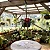 Orbea hardyi - Orbeanthus hardyi - Imagem 2