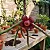 Orbea hardyi - Orbeanthus hardyi - Imagem 1