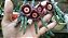 Orbea hardyi - Orbeanthus hardyi - Imagem 2