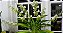 Angraecum Eburneum - Imagem 3