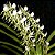 Angraecum Eburneum - Imagem 4