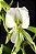 Angraecum Eburneum - Imagem 1