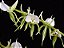 Angraecum Eburneum - Imagem 2