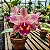 BLC Durigan 'Big Spot' - Imagem 1