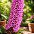Orquídea Arpophyllum Giganteum - Imagem 2