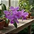 Cattleya Skinneri Tipo - Imagem 1