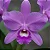 Cattleya Skinneri Tipo - Imagem 2