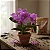 Cattleya Skinneri Tipo - Imagem 3