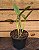 Cattleya Skinneri Tipo - Imagem 4