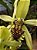 Coelogyne Pandurata - Imagem 2