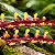 Orquídea Bulbophyllum Falcatum - Imagem 3