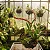 Orquídea Bulbophyllum Falcatum - Imagem 4