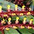 Bulbophyllum Falcatum - Imagem 1