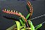 Bulbophyllum Falcatum - Imagem 3