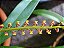 Bulbophyllum Falcatum - Imagem 2