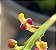 Bulbophyllum Falcatum - PROMOÇÃO - Imagem 1
