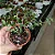 Dischidia Ruscifolia - Imagem 4