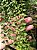 Dischidia Ruscifolia - Imagem 7