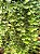 Dischidia Ruscifolia - Imagem 6