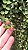 Dischidia Ruscifolia - Imagem 8
