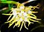 Bulbophyllum Odoratissimum (muda maior) - Imagem 2