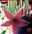 Stapelia Grandiflora (suculenta ) - Imagem 3