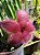 Stapelia Grandiflora (suculenta ) - Imagem 2