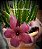 Stapelia Grandiflora (suculenta ) - Imagem 4