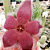 Stapelia Grandiflora (suculenta ) - Imagem 1