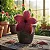 Stapelia Grandiflora - Imagem 3