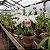 Cattleya Purpurata var. Carnea (Ex. Laelia ) - Imagem 1