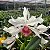 Cattleya Purpurata var. Carnea (Ex. Laelia ) - Imagem 2