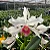 Cattleya Purpurata var. Carnea (Ex. Laelia ) - Imagem 1