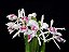 Cattleya Purpurata var. Carnea (Ex. Laelia ) - Imagem 2