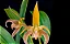 Bulbophyllum Lobbii - Imagem 2