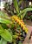 Bulbophyllum Fuscum var. Melinostachyum - Imagem 3