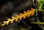 Orquídea Bulbophyllum Fuscum var. Melinostachyum - Imagem 1