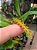 Bulbophyllum Fuscum var. Melinostachyum - SUPER PROMOÇÃO - Imagem 1