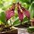 Orquídea Bulbophyllum Rothschildianum - Imagem 2