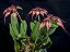 Bulbophyllum Rothschildianum - Imagem 4